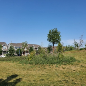 trees planted in park