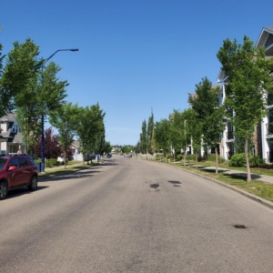 aligned trees along the main road on a sunny day